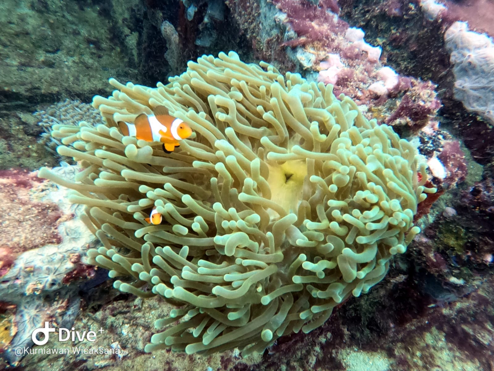 Ikan nemo yang berenang lincah di antara tentakel anemon kini banyak ditemukan di Tobok Batang. (Isimewa)
